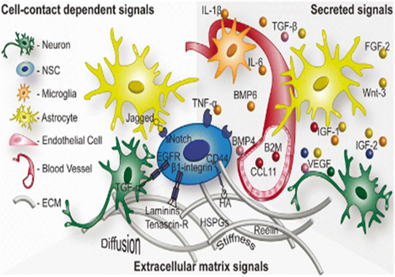 An illustration shows cell-contact dependent and secreted signals with various cell types and signaling pathways labeled.