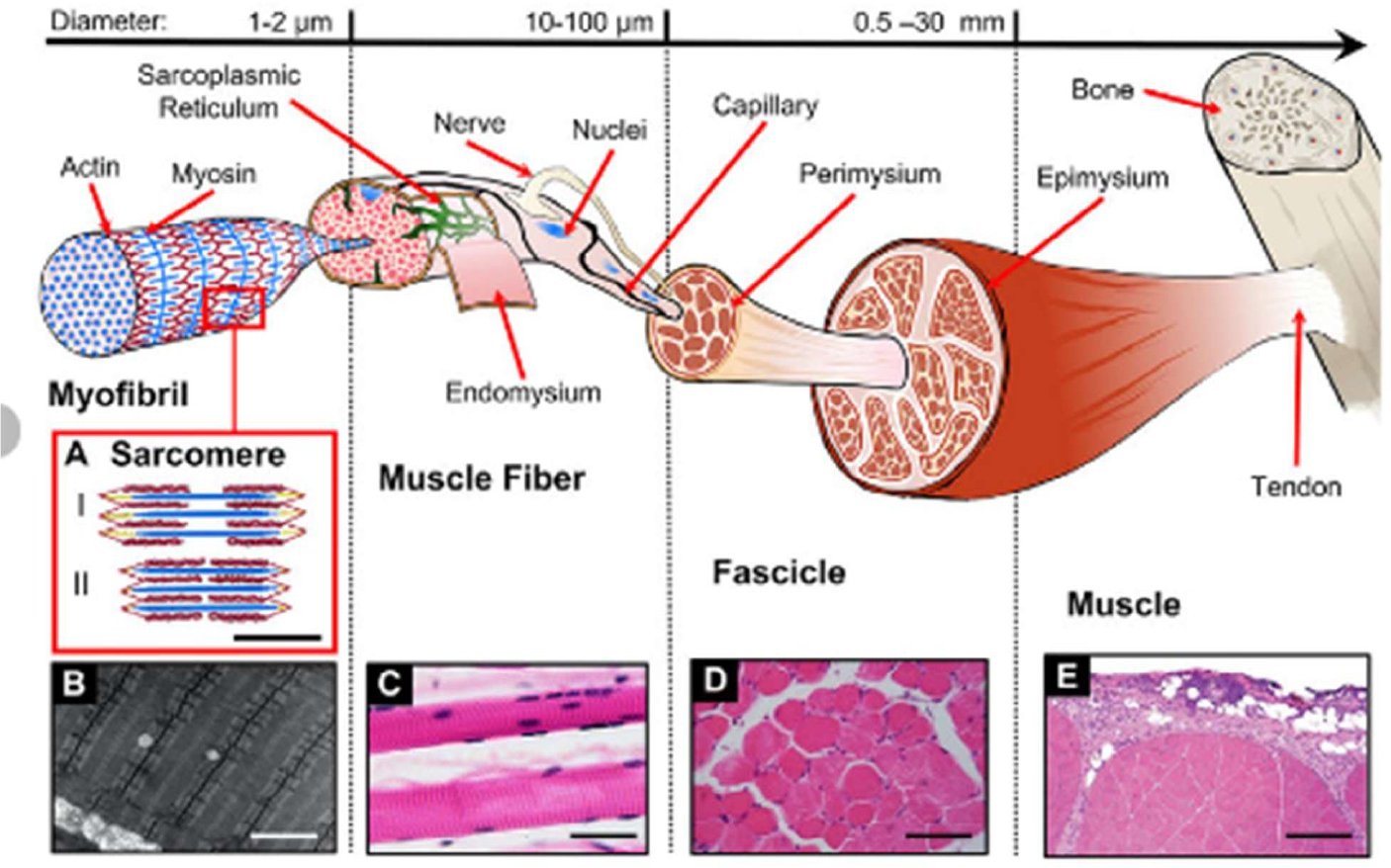 A hierarchical diagram illustrates muscle structure, showing myofibrils, muscle fibers, fascicles, and muscle with corresponding micrographs.