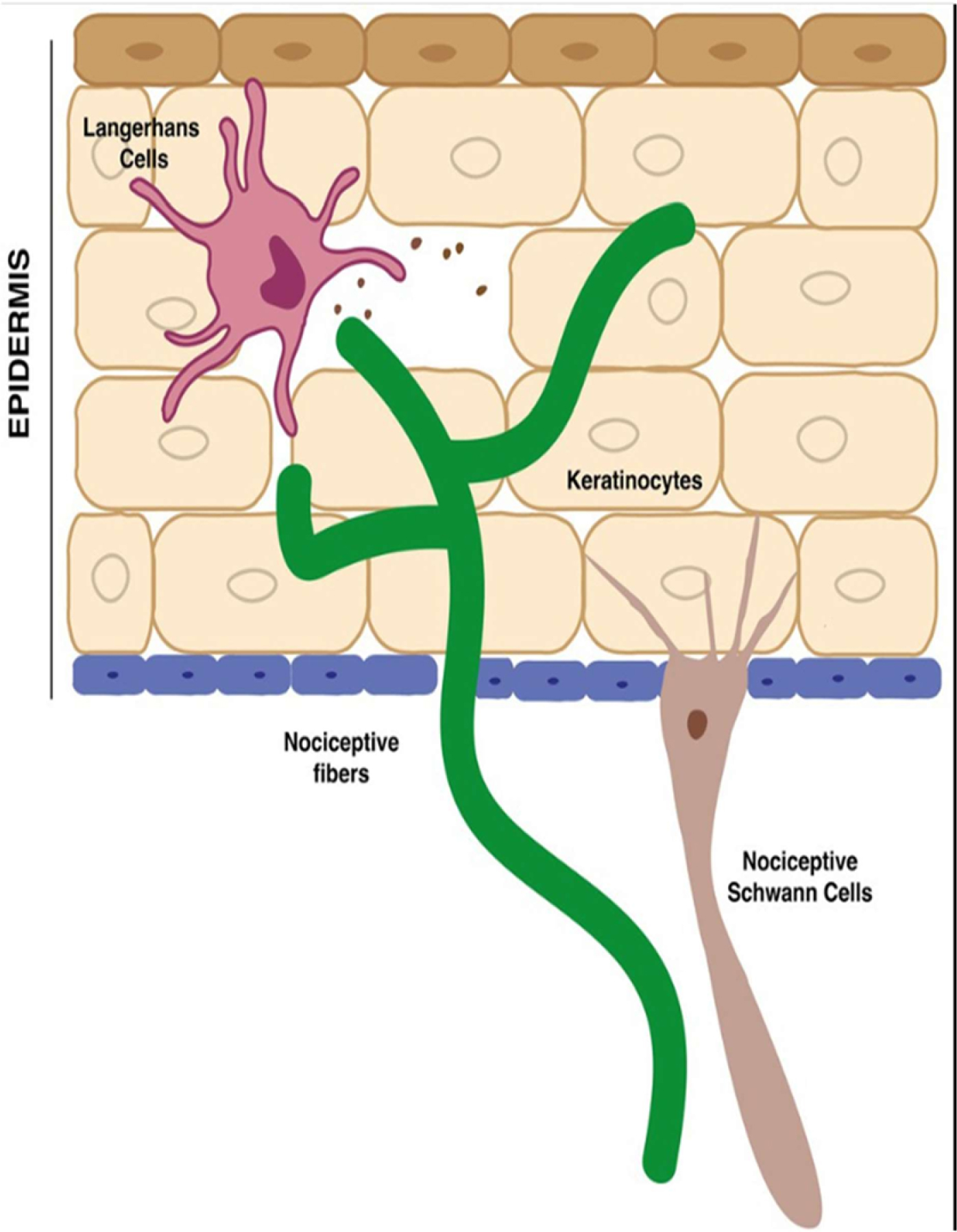 A diagram shows cellular and neural components in the epidermis, including Langerhans cells, keratinocytes, nociceptive fibers, and nociceptive Schwann cells.