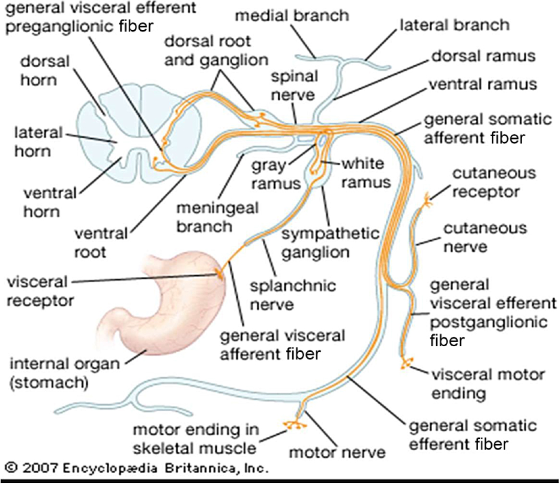 A diagram of spinal nerve pathways shows somatic and visceral connections to organs and muscles, originating from the spinal cord.