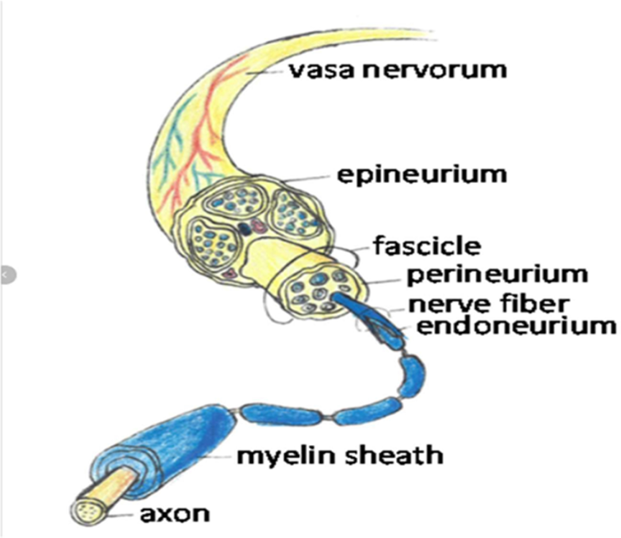 An illustration of a nerve structure with labeled components: vasa nervorum, epineurium, fascicle, perineurium, nerve fiber, endoneurium, myelin sheath, and axon.