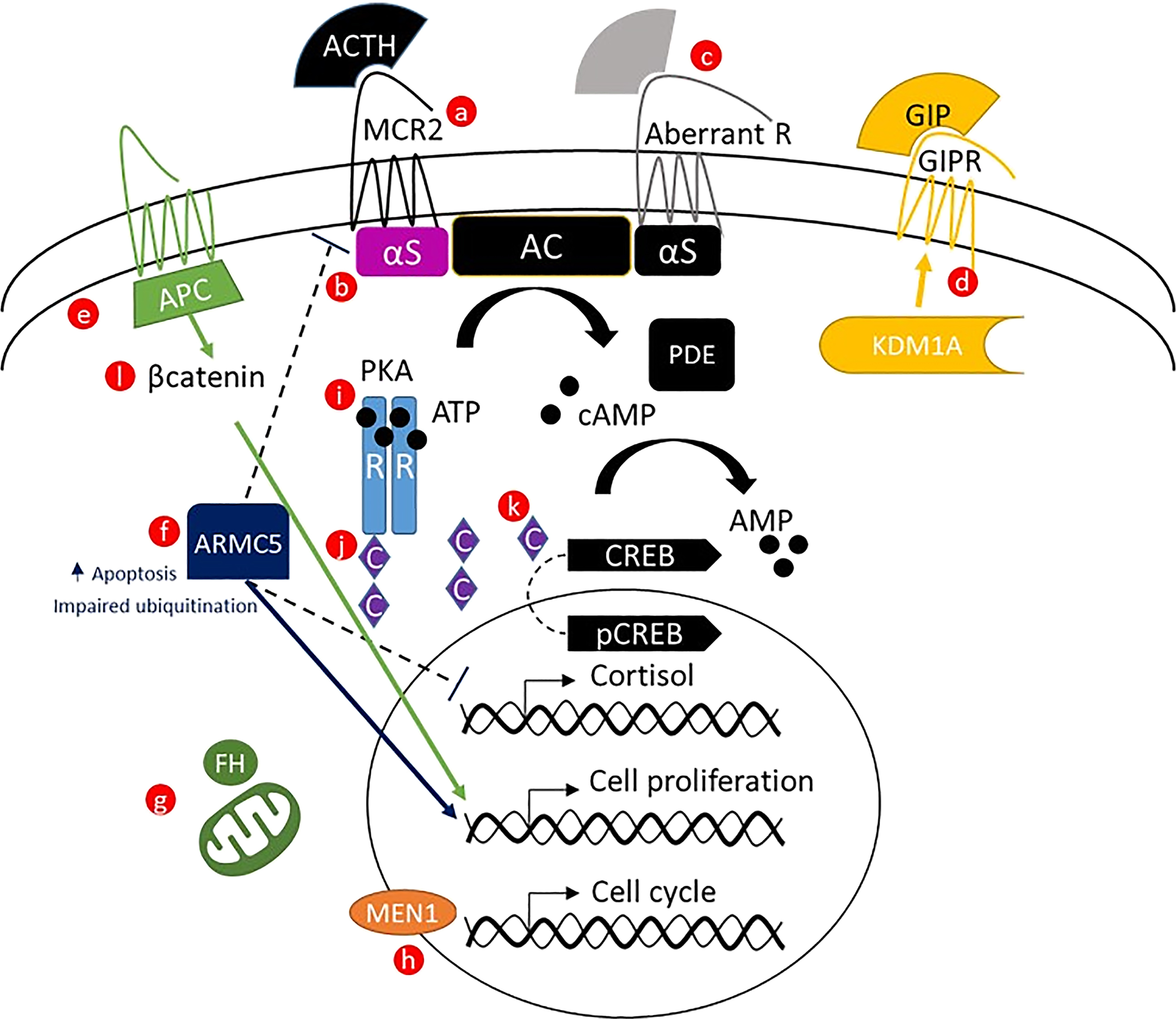A pathway diagram with membrane receptors M C R 2, aberrant R, and G I P R above A C, linked to c A M P, P K A, C R E B, p C R E B, and nuclear outputs cortisol, cell proliferation, and cell cycle.