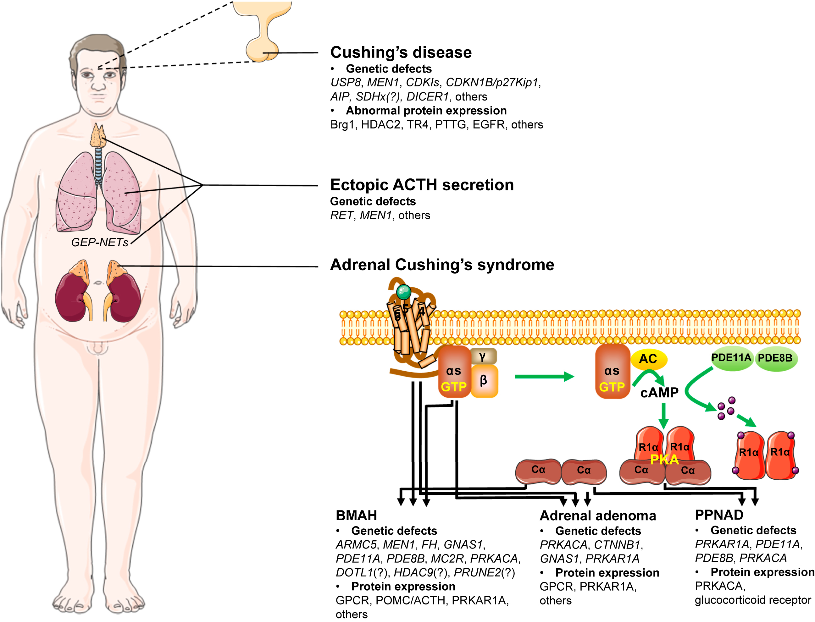 A page layout linking a human body with labelled organs to three causes of hypercortisolism, and a membrane signalling pathway with gene lists for adrenal conditions.