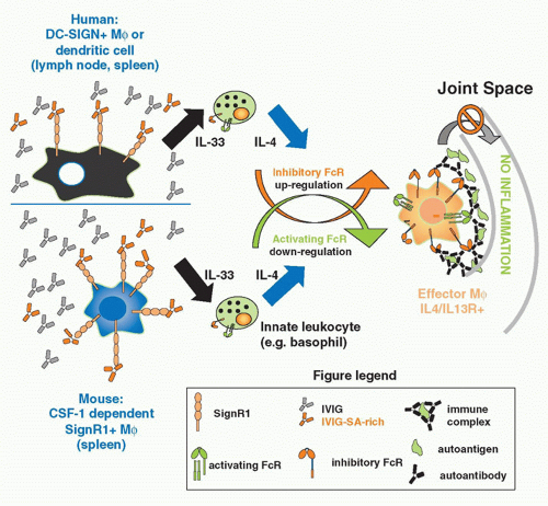 Fc Receptors And Their Role In Immune Regulation And Inflammation ...