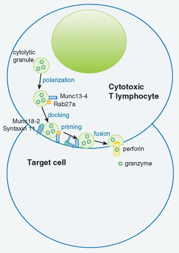 Inborn Errors Of Immunity | Oncohema Key