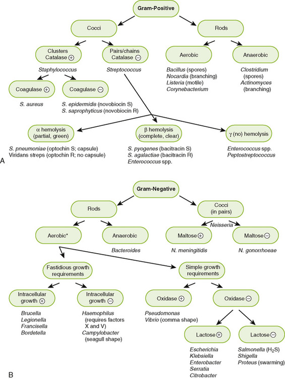 gram negative bacteria classification