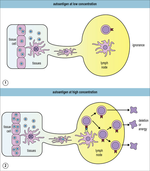 Immunological Tolerance | Oncohema Key