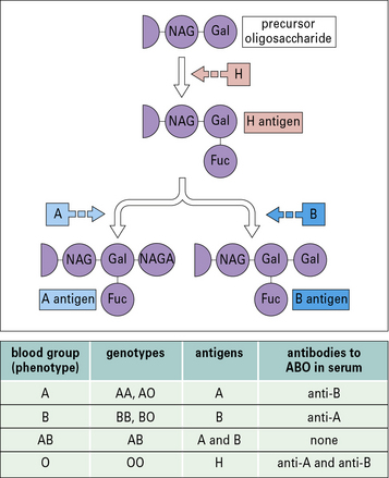 Основные группы антигенов