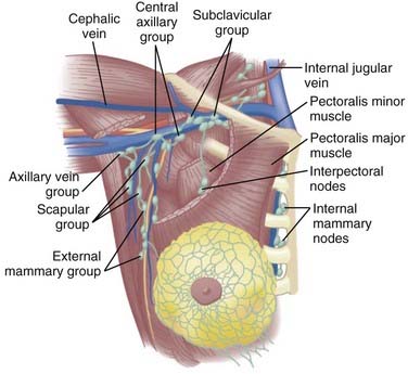 lymph nodes in breast