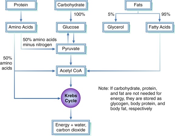 Metabolism and nutrient absorption