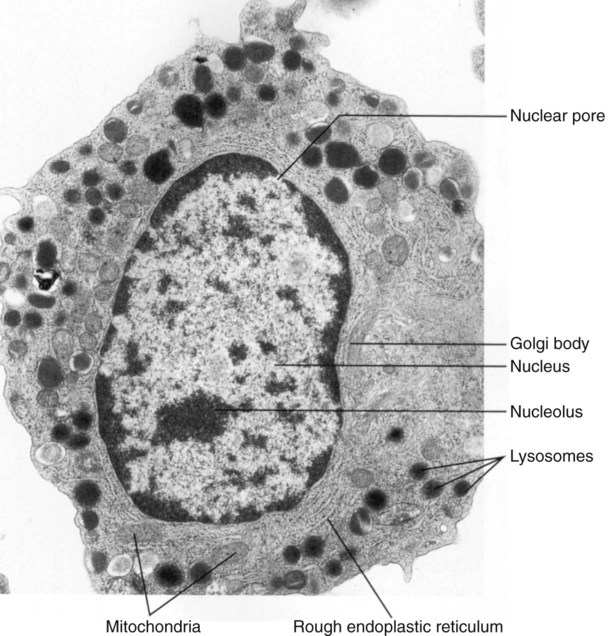 Organelles Micrograph 1049