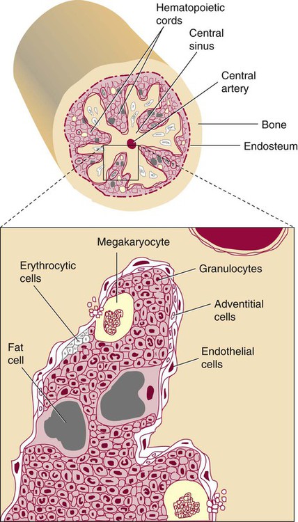 hematopoiesis bone marrow