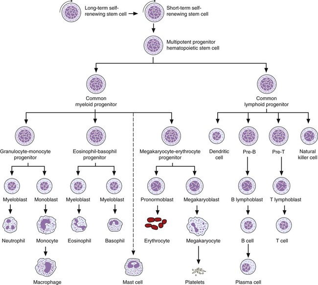 Leukocyte Chart