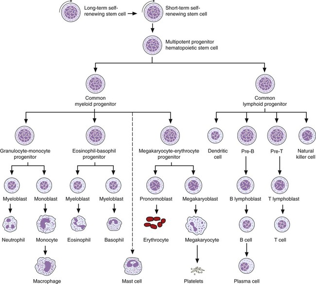 Leukocyte Development, Kinetics, and Functions | Oncohema Key