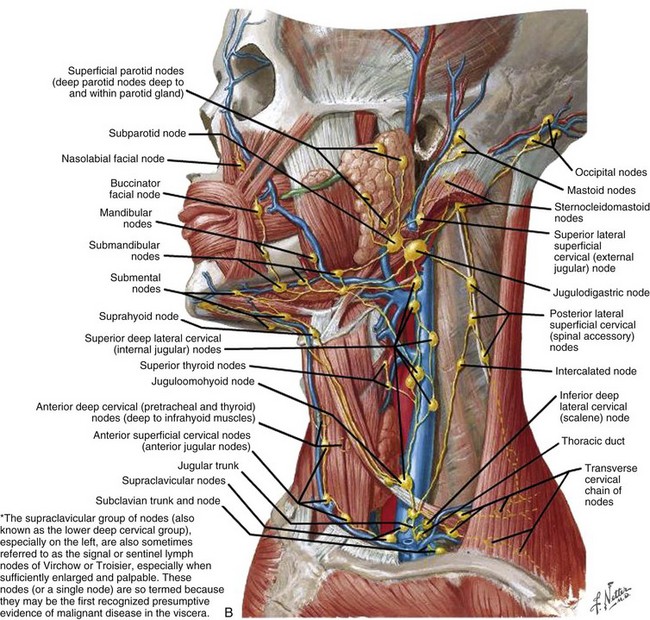 thoracic duct netter
