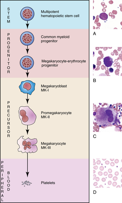 Megakaryocyte Maturation | Oncohema Key