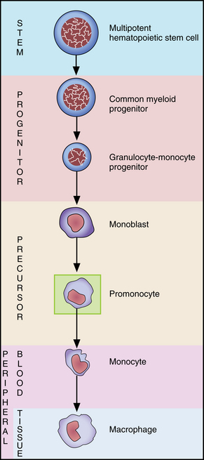 promonocyte