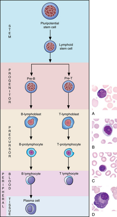 Lymphocyte Maturation | Oncohema Key