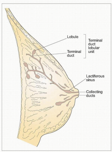 Anatomy and Physiology of the Breast