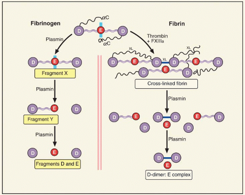 Фибриноген по классу. Фибрин белок структура. Fibrinogen fibrin схема. Молекула фибриногена состоит из. Молекула фибриногена состоит из доменов.