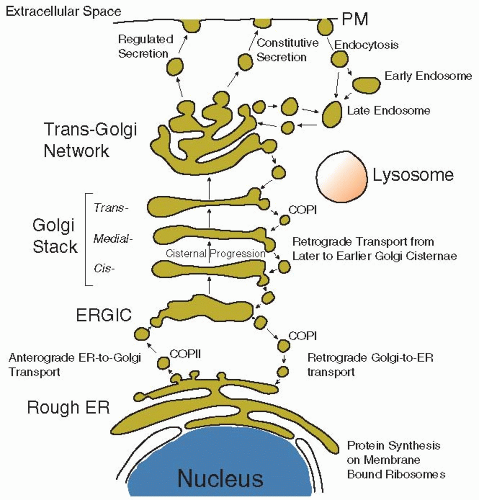 Secretory Protein