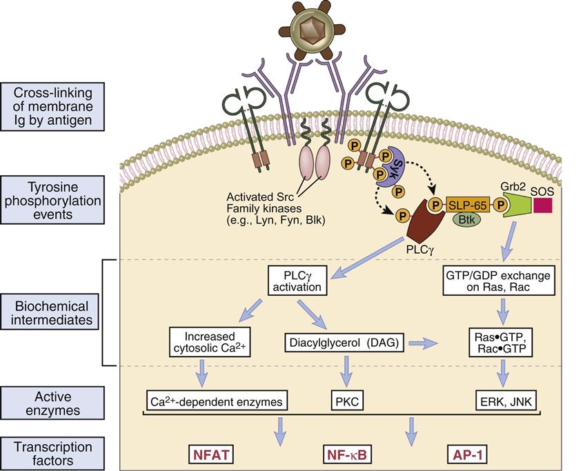 B Cell Activation Pathway