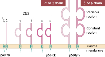 c1-fig-0003