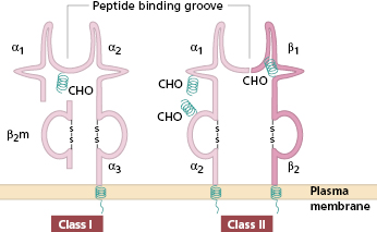 c1-fig-0005