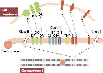 c1-fig-0006