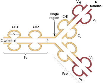 c1-fig-0008