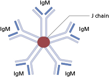 c1-fig-0009