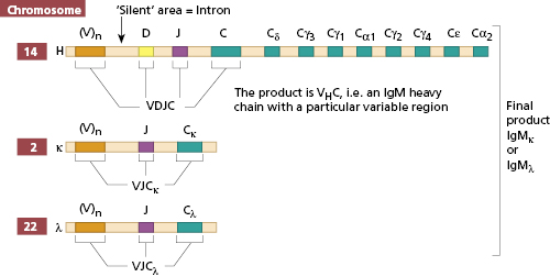 c1-fig-0011