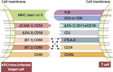 c1-fig-0012