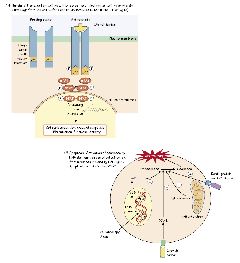 c1-fig-5002