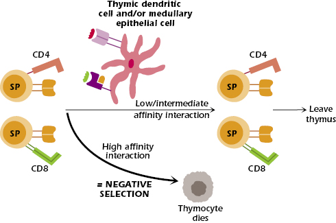 Biology Of The T Lymphocyte | Oncohema Key