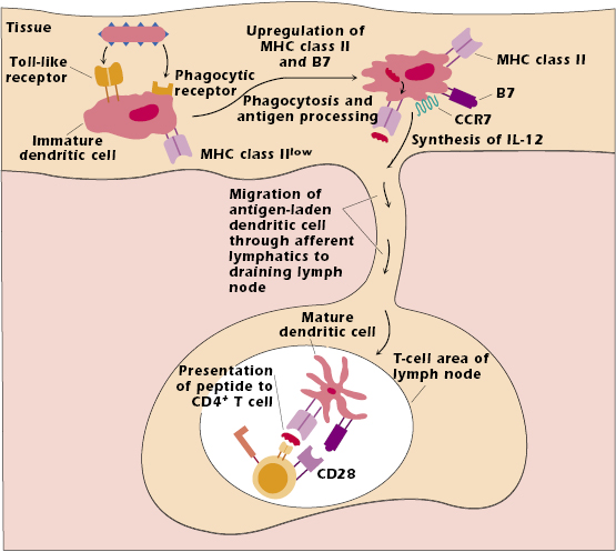 c11-fig-0002