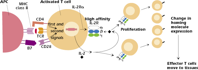 c11-fig-0005