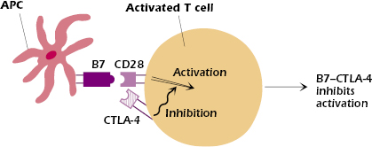 c11-fig-0006