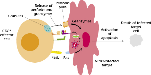 Activation And Function Of T Cells | Oncohema Key