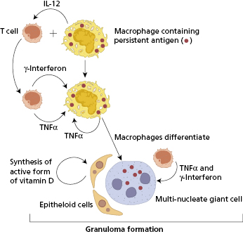 c13-fig-0004