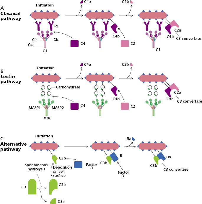 c14-fig-0002