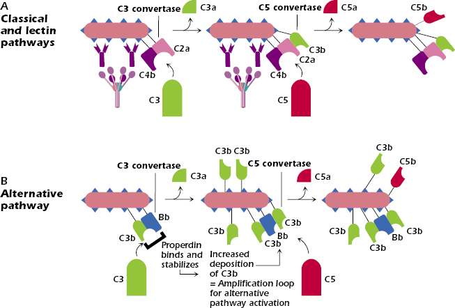 Complement Component C3 Is Cleaved By