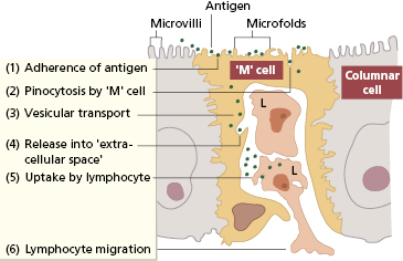 c14-fig-0003