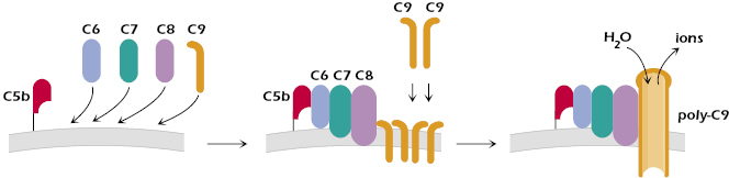 c14-fig-0004