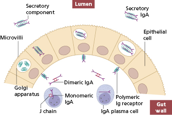 c14-fig-0004