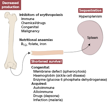 c16-fig-0001