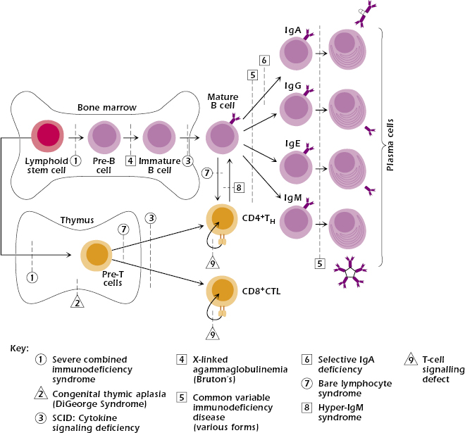 c18-fig-0001