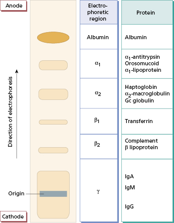 c19-fig-0003