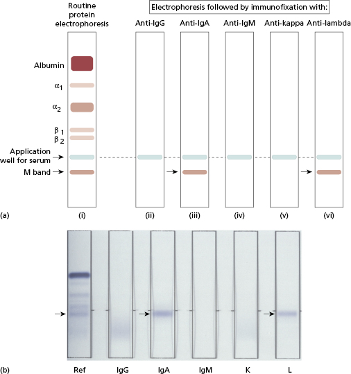 c19-fig-0004