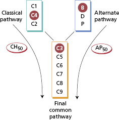 c19-fig-0008